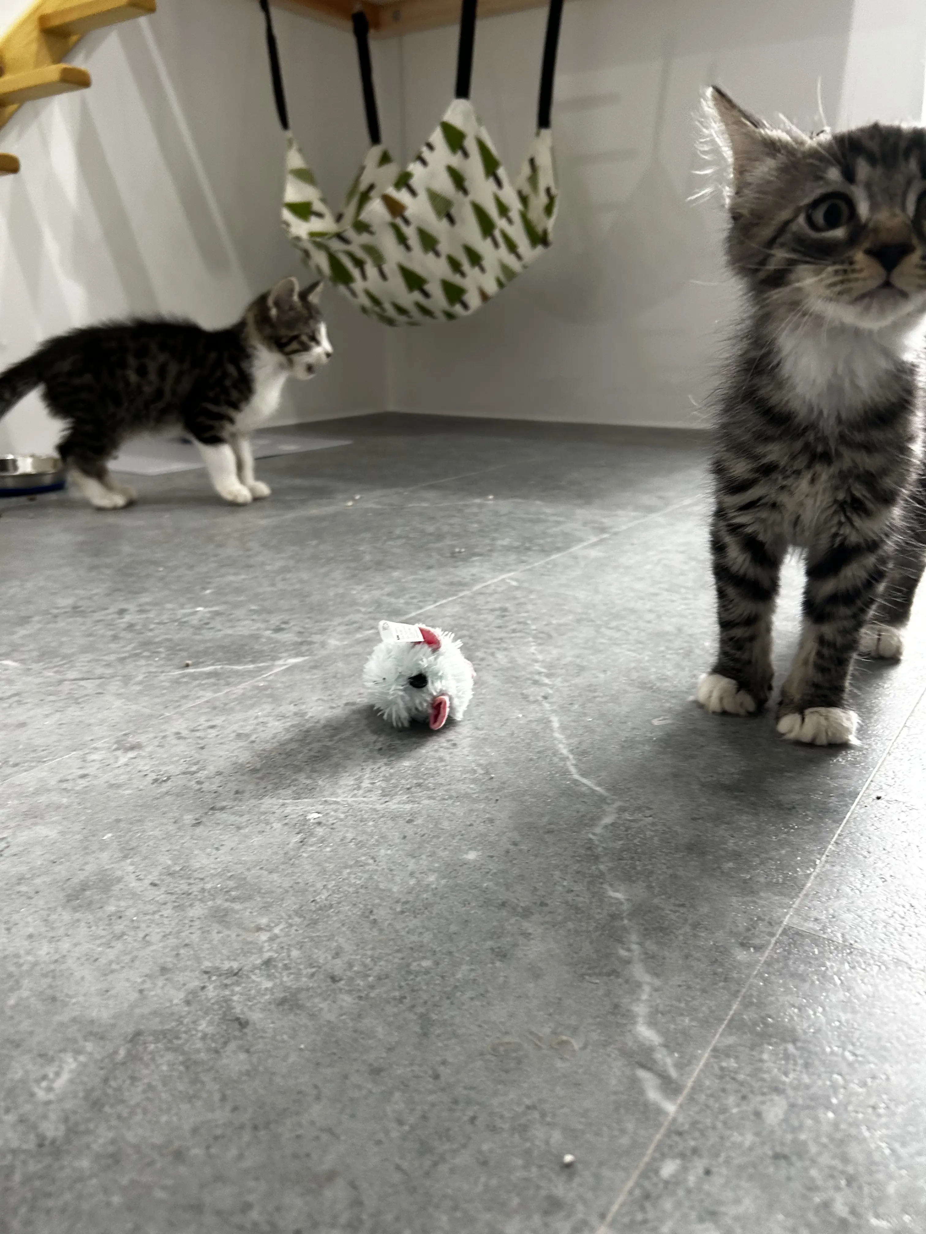 Ted & Fred - Gallery photo 1