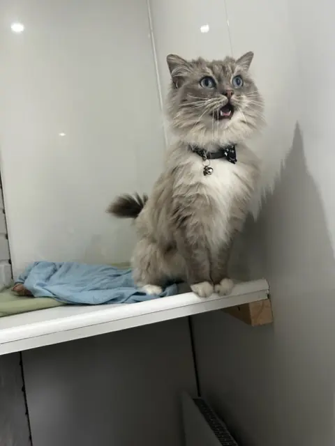 Tilly - Gallery photo 3