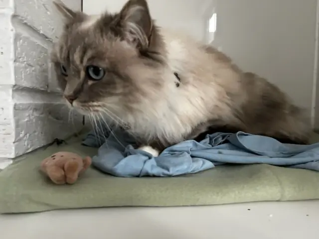 Tilly - Gallery photo 1