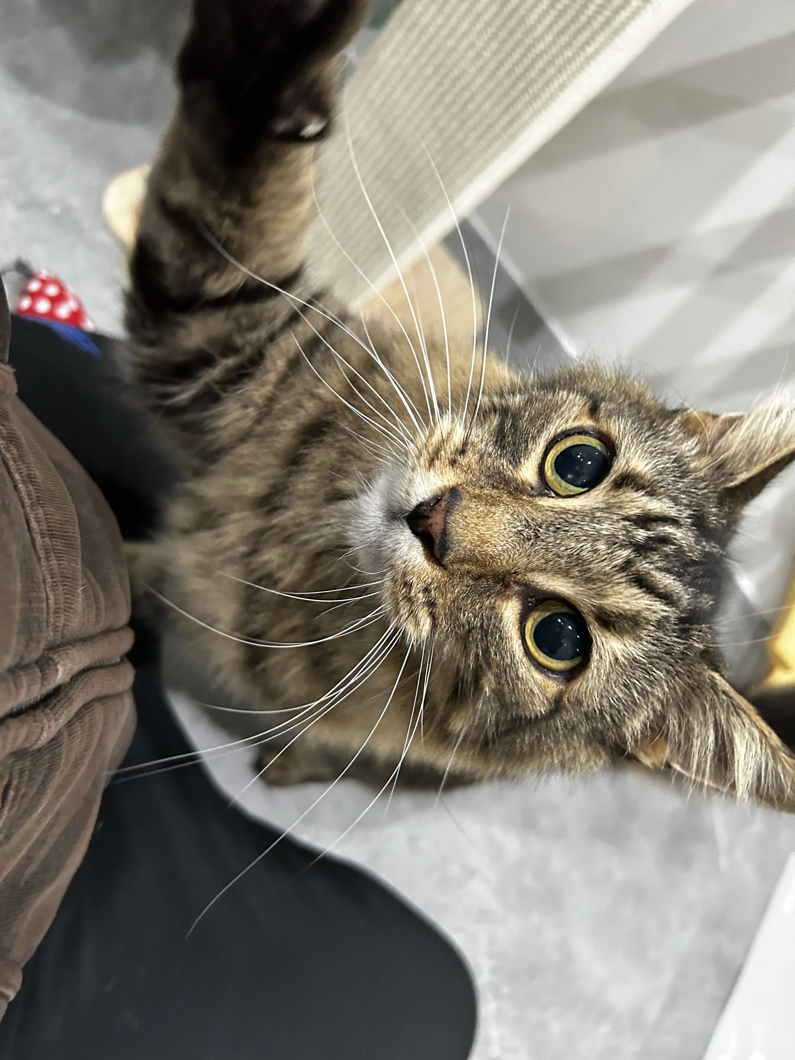 Zorro & Simba - Main photo