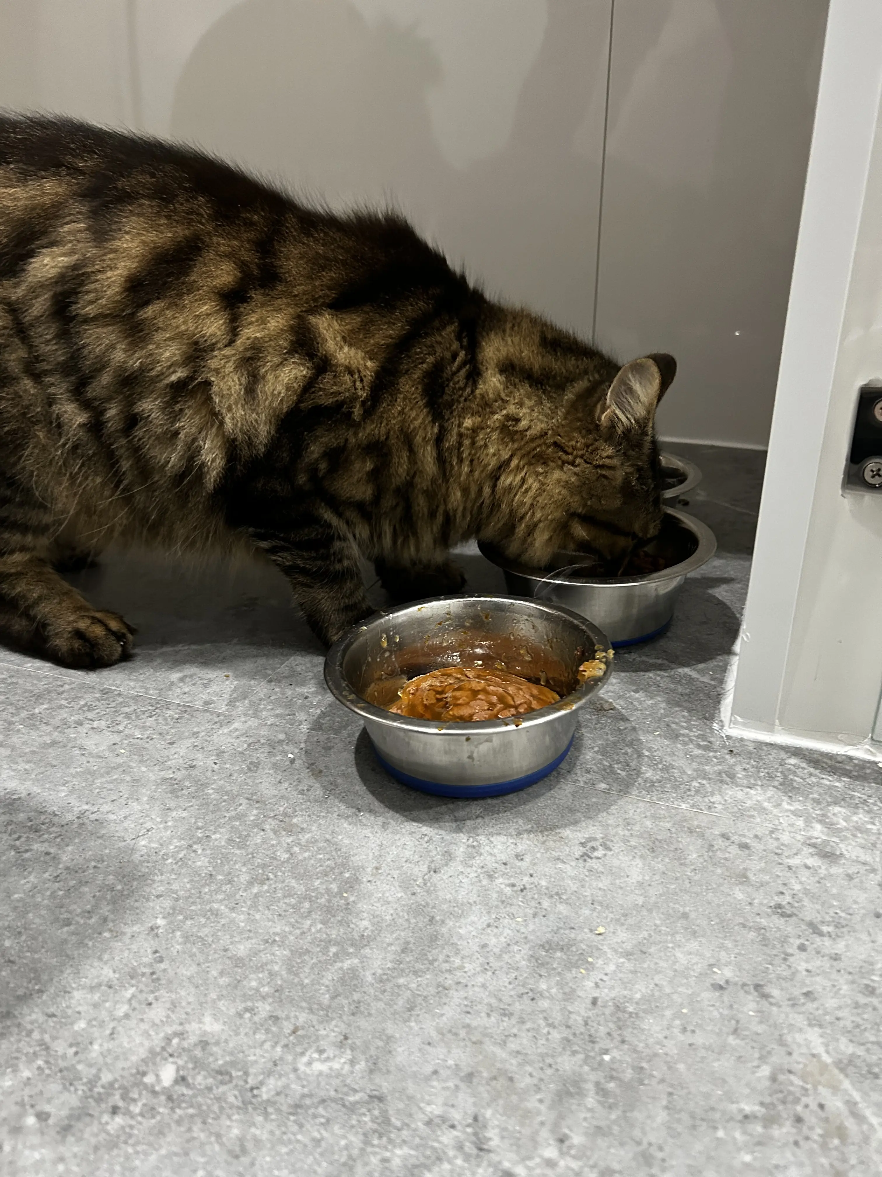 Zorro & Simba - Gallery photo 3