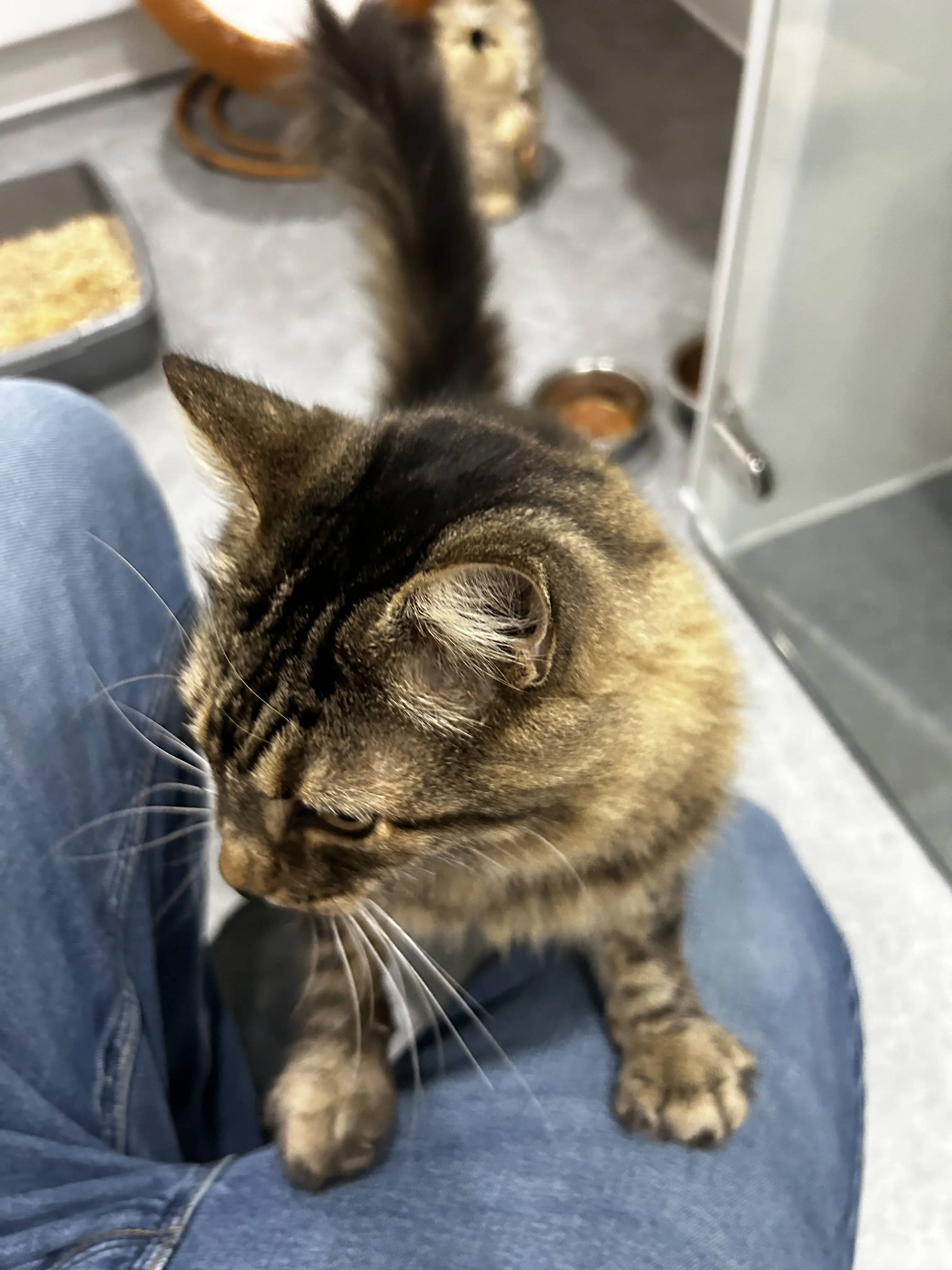 Zorro & Simba - Gallery photo 2