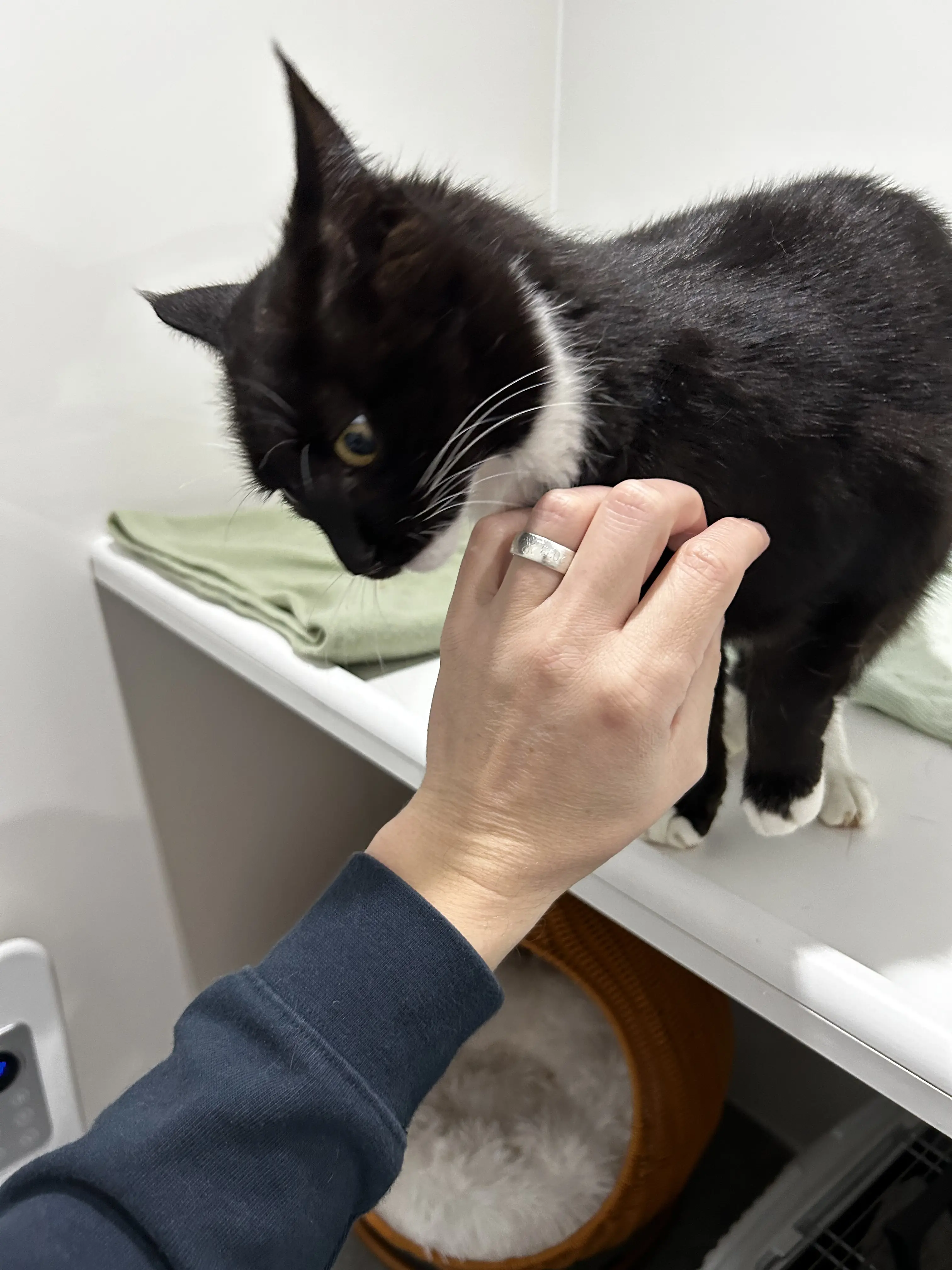 Zorro & Simba - Gallery photo 1